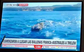 Las ballenas llegan a Trelew Las ballenas llegan a Trelew