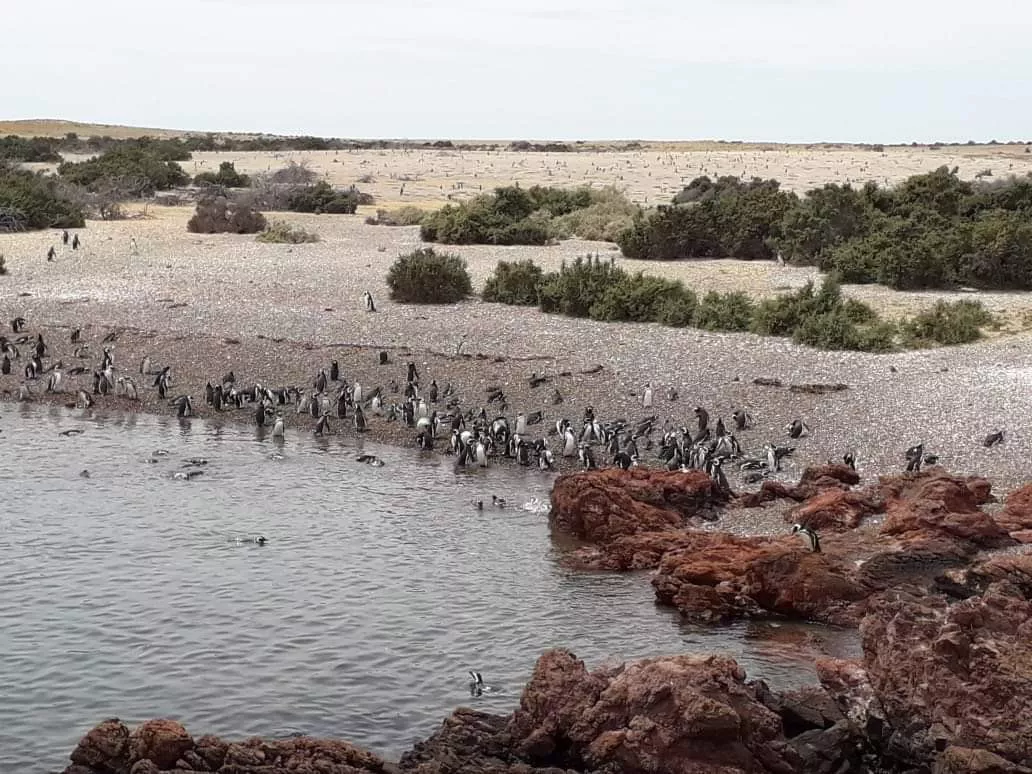 ÚLTIMOS DÍAS PARA VER LOS PINGÜINOS DE PUNTA TOMBO