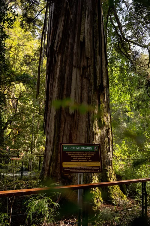 Alerce Milenario Alerce Milenario
