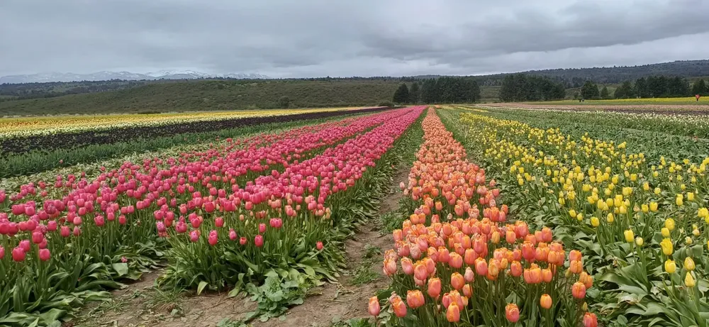 Campo de tulipanes en Trevelin