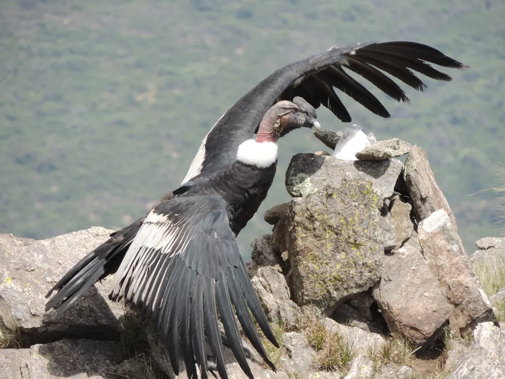 Muestra sobre Condor Andino