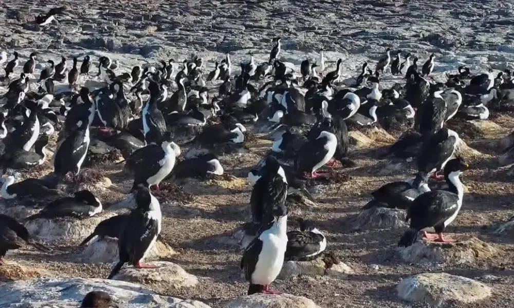 cormoranes cormoranes