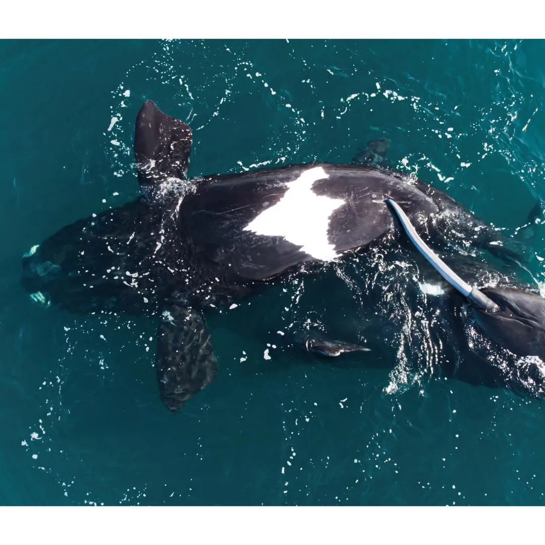 Cópula de Ballena Franca Cópula de Ballena Franca