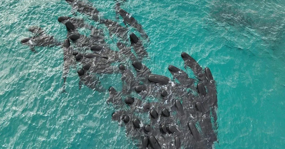 Ballenas Varadas Ballenas Varadas