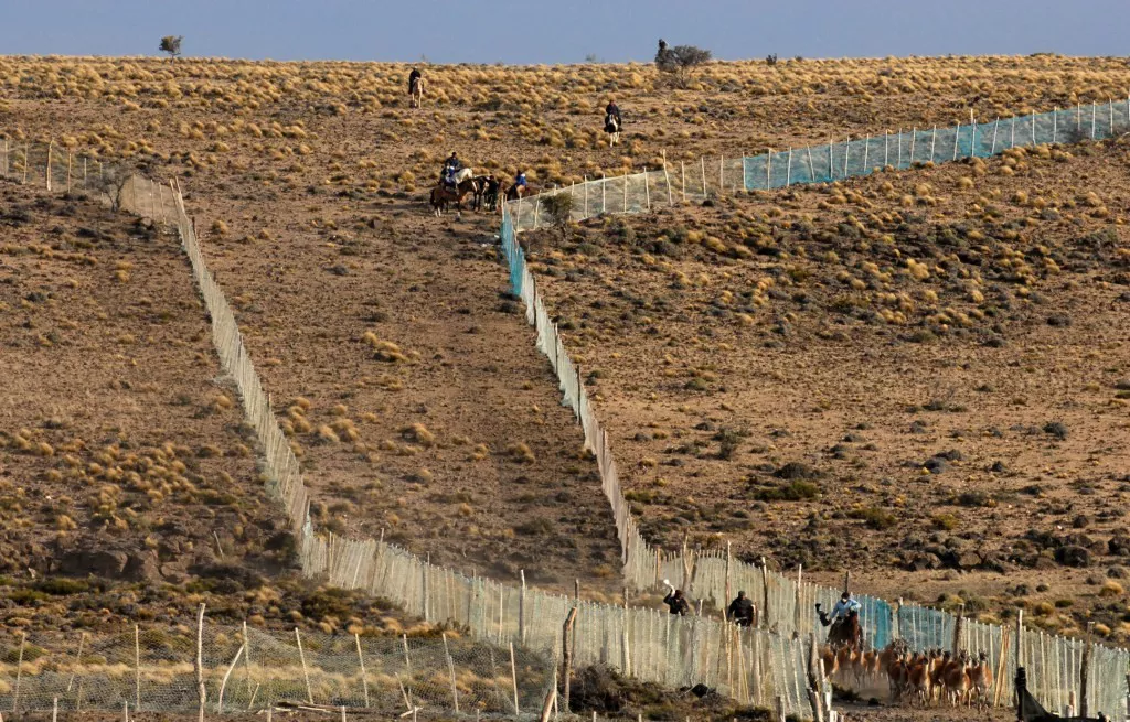 CHUBUT EVALÚA ESQUILA DE GUANACOS COMO RECURSO SUSTENTABLE