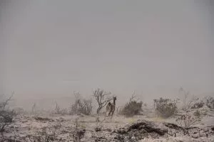INCENDIOS PUERTO PIRÁMIDES