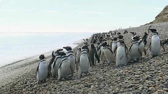 pinguis