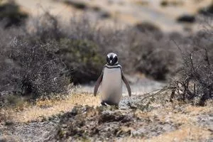 Punta Tombo, los museos y el Centro Astronómico