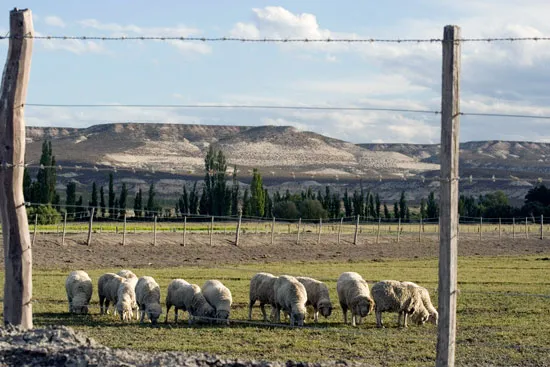 Ganadería en Chubut