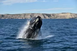 EL SHOW DE LAS BALLENAS