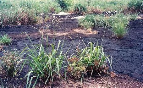 Suelos contaminados