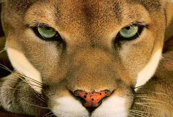 Puma mira feo