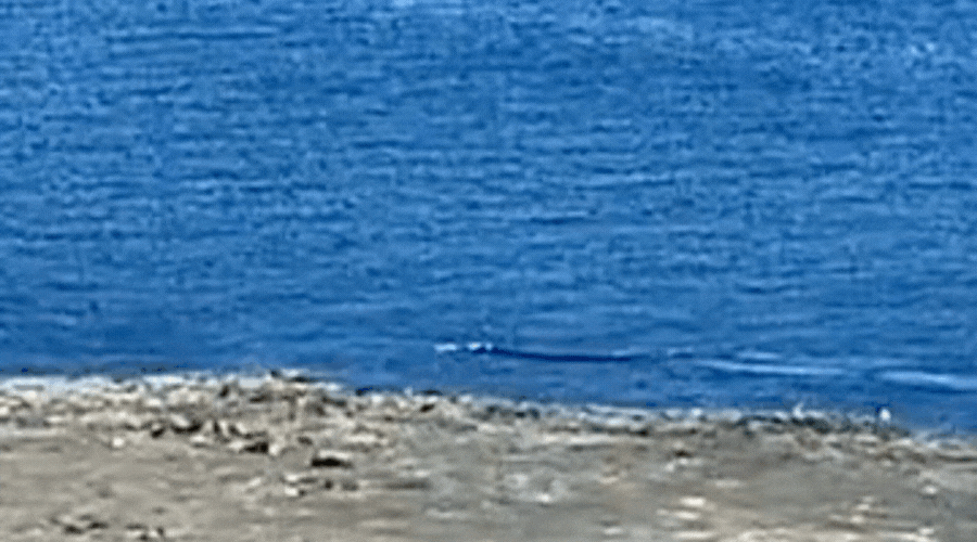 GIF Ballenas en Peninsula Valdes