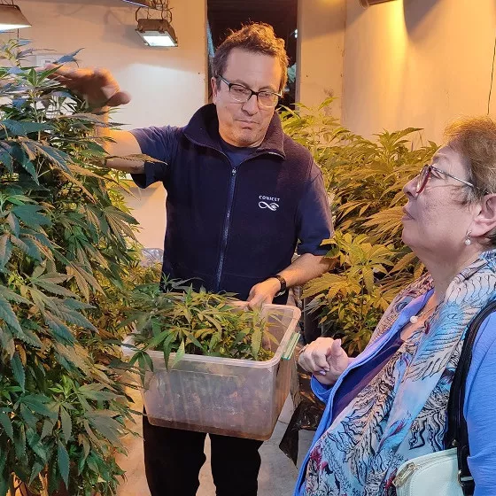 cannabis conicet