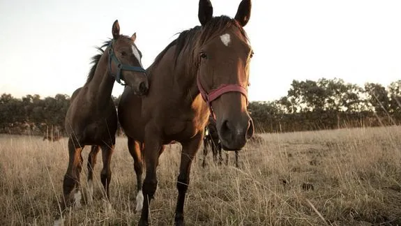 CONFIRMAN LA PRIMERA MUERTE POR ENCEFALITIS EQUINA EN CÓRDOBA
