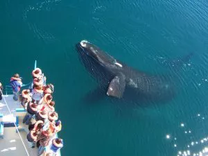 AVISTAJE DE BALLENAS EN CHUBUT