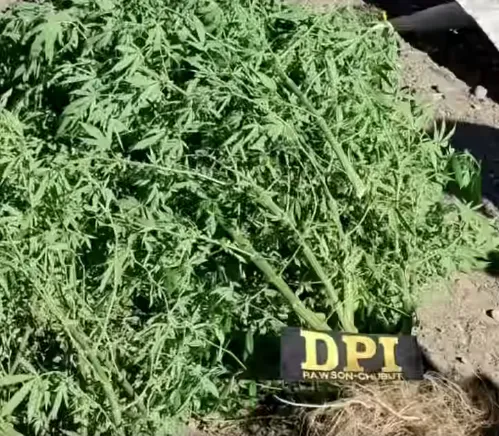 Marihuana
