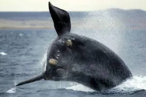 LLEGAN EN JUNIO LAS BALLENAS