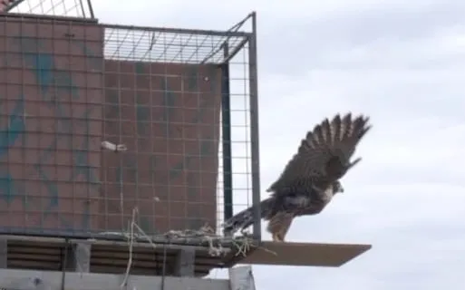 alcon peregrino libre