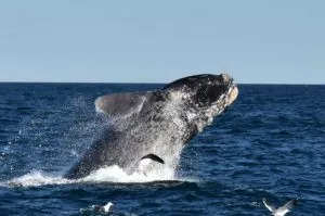 EL SHOW DE LAS BALLENAS