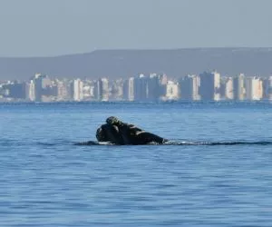 Ballenas en Madryn