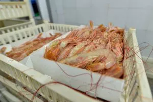 Langostino argentino en el mercado internacional