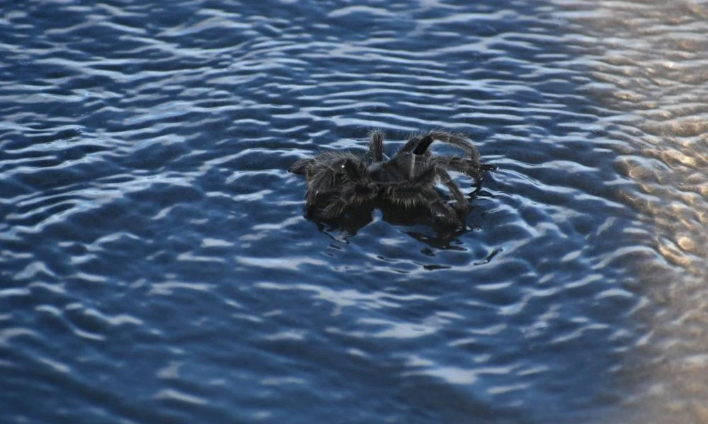 Tarántulas en el Doradillo foto FOTERO PATAGÓNICO