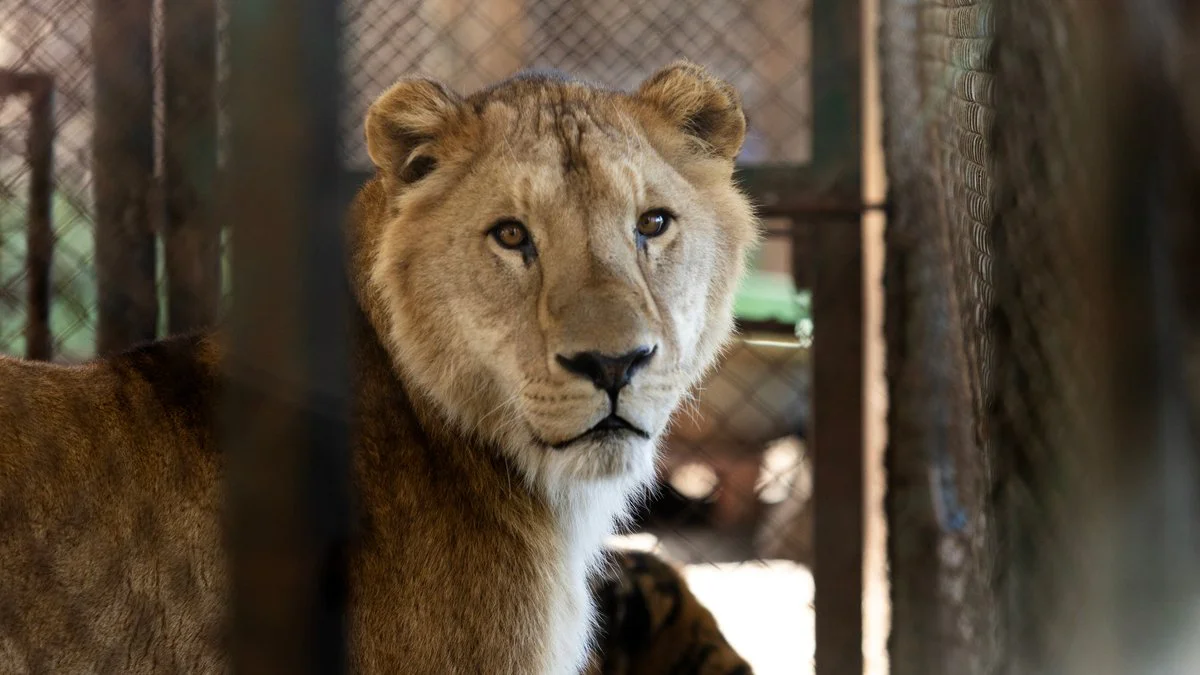 Felino del ex zoológico de Luján. Foto Alessia Maccioni/REUTERS/Infobae