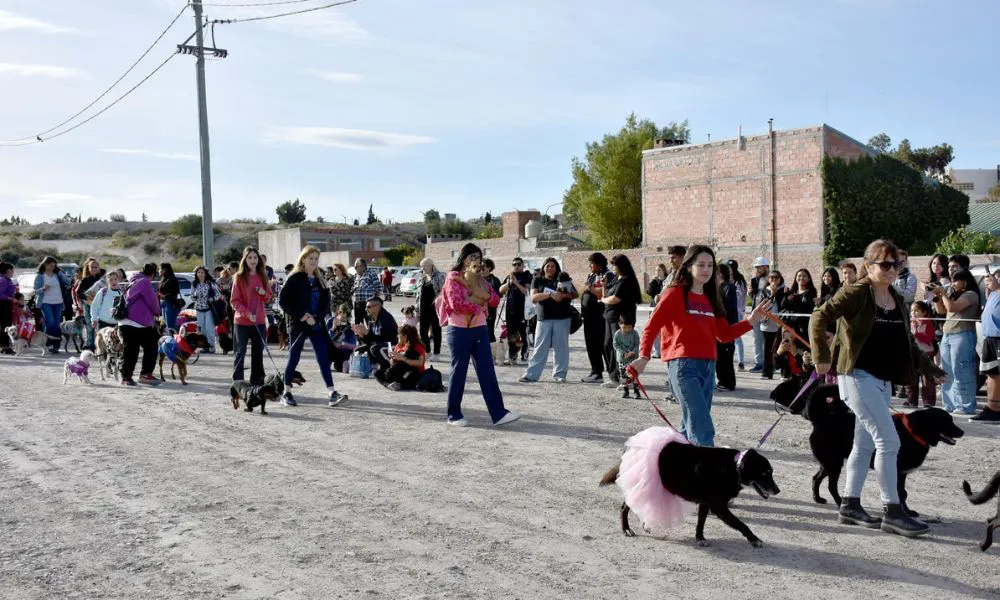 Conciencia contra el maltrato animal