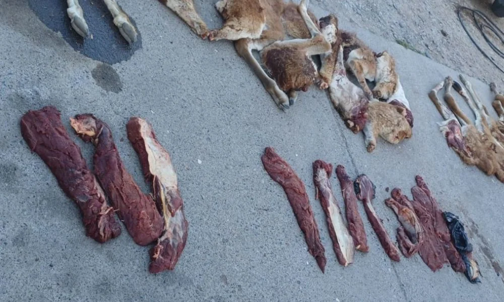 Frenaron en la Ruta 3 un auto con restos de guanacos y un rifle en Trelew