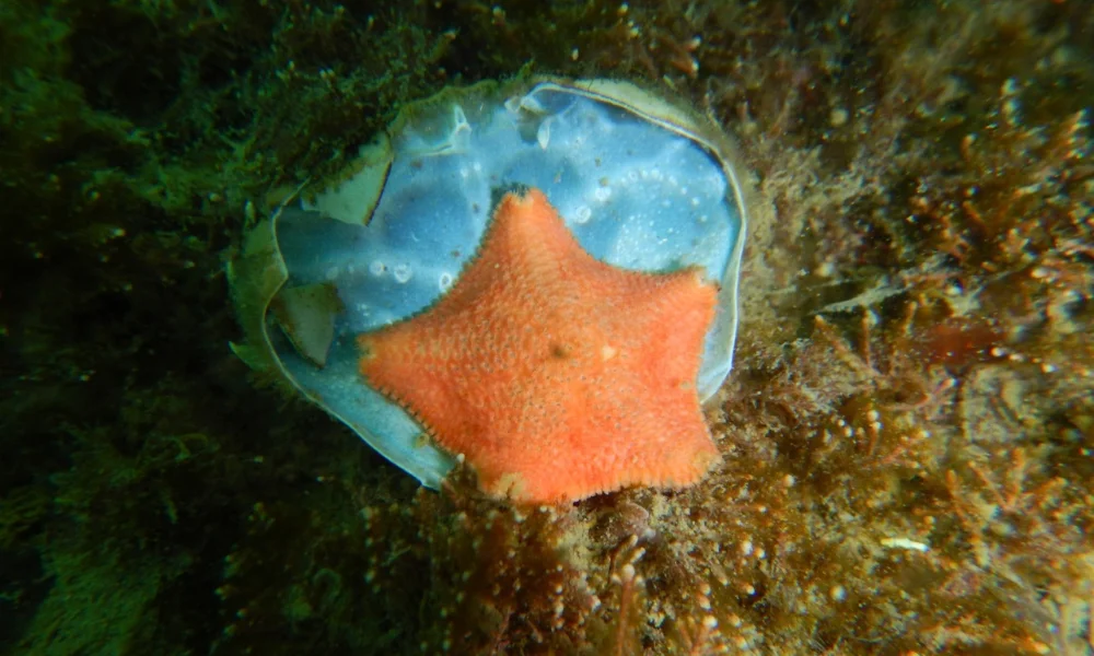 Solo una porción muy baja de las hembras logra reunir la energía necesaria para reproducirse cada año.