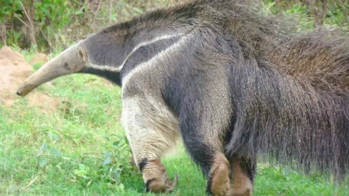 Oso hormiguero (Gente de Salta)