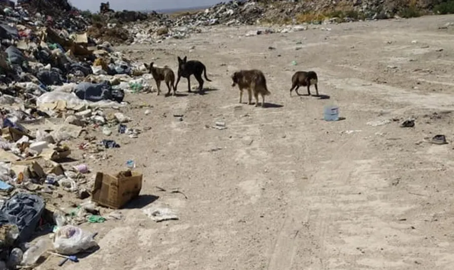 perros cimarrones