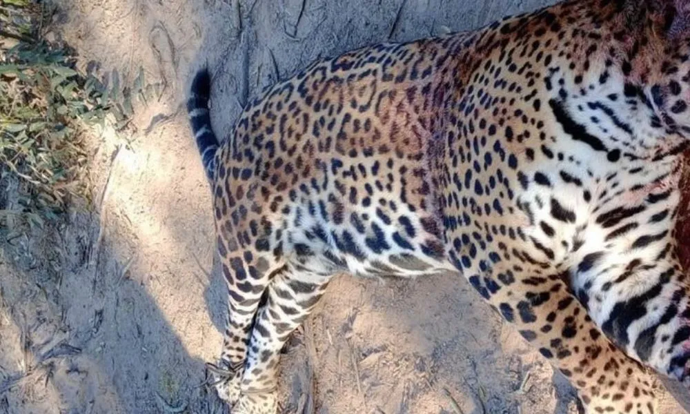 Yaguareté asesinado en Formosa