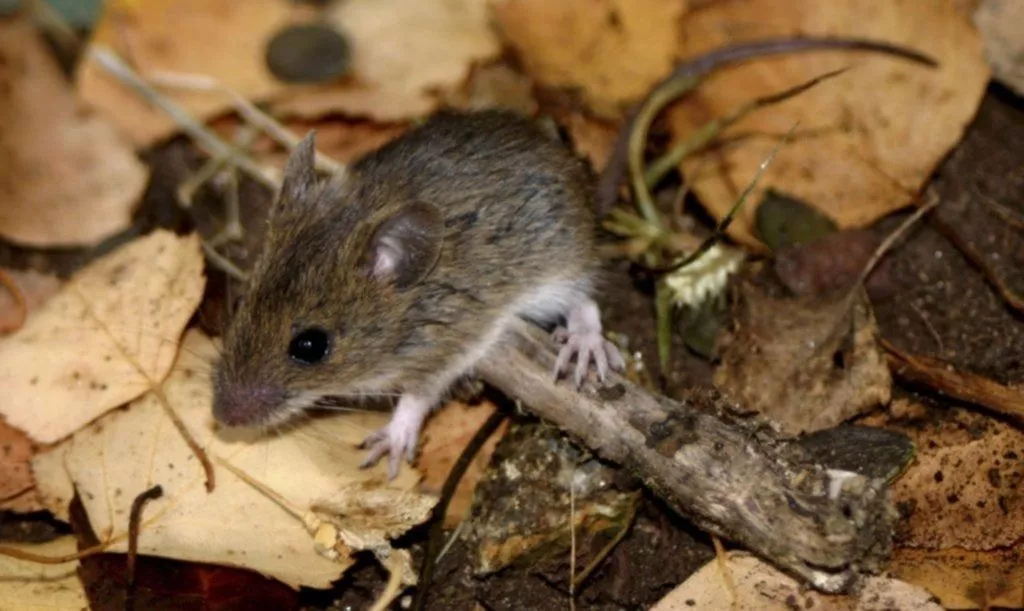ACTUALIZARON EL ESTADO DE SITUACIÓN SOBRE EL HANTAVIRUS