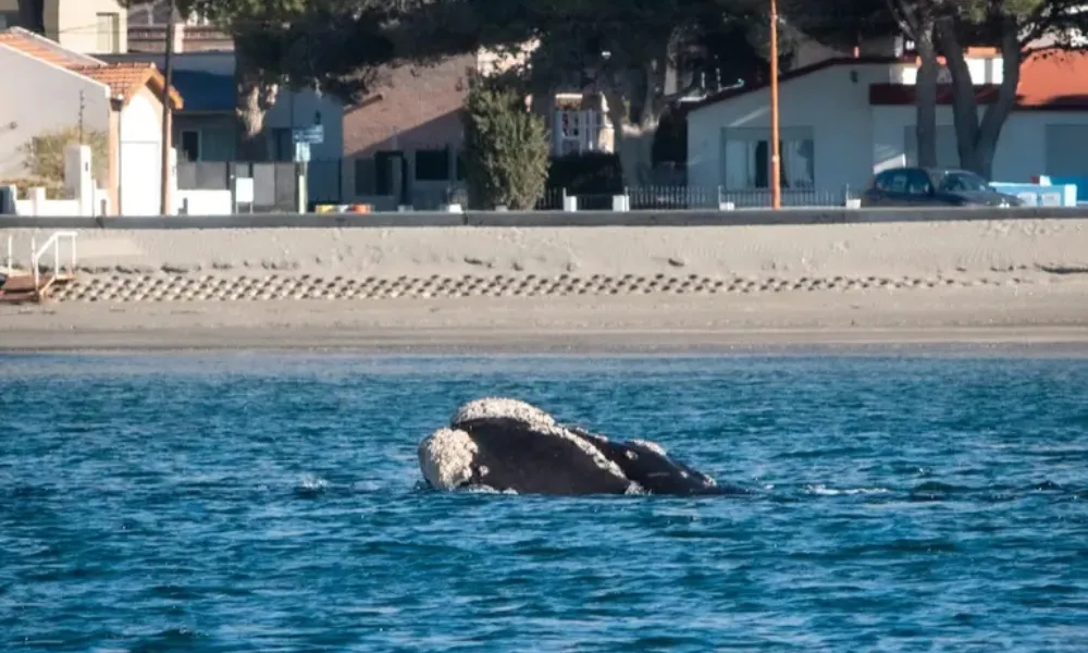 Ballena Franca Austral en Rada Tilly