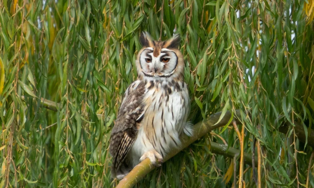 Lechuzón orejudo