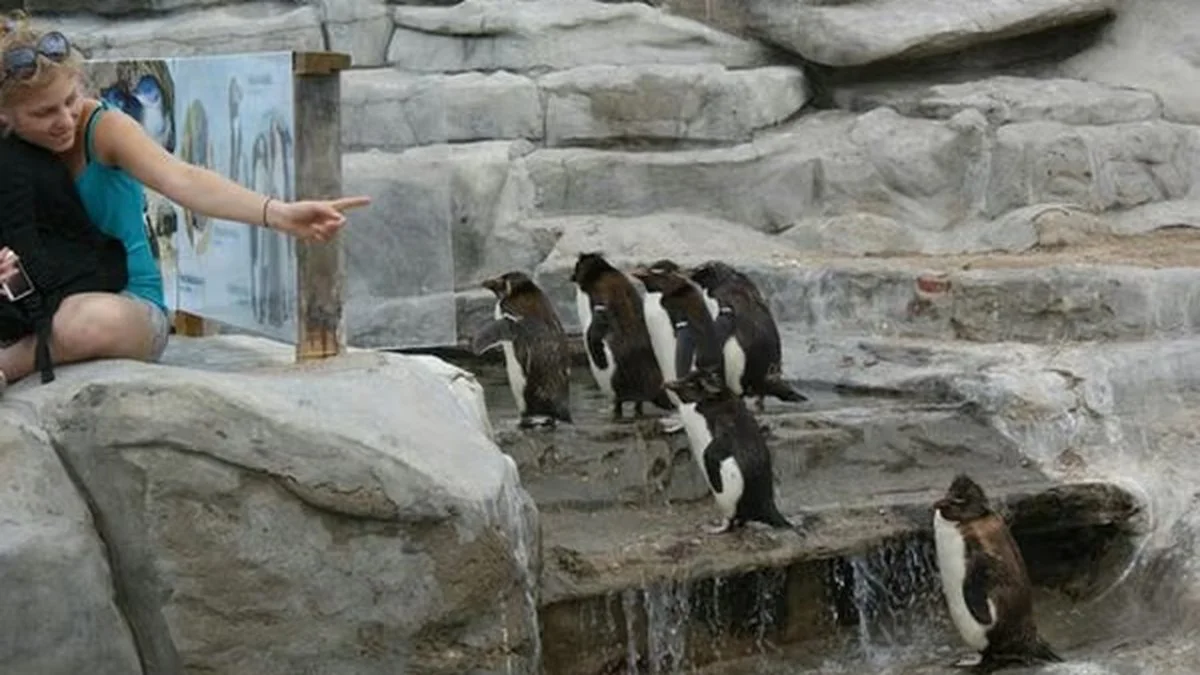 Pinguinos