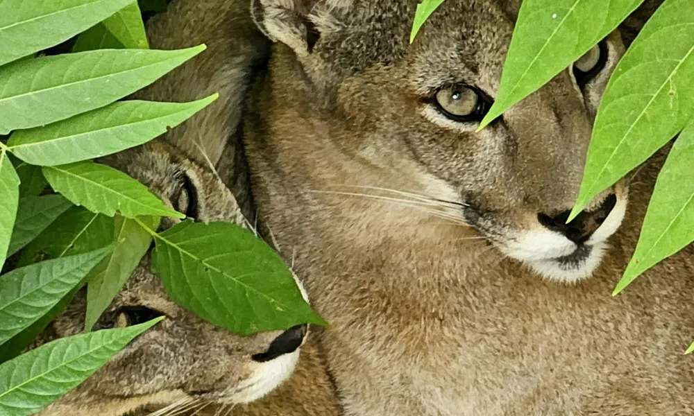 Puma