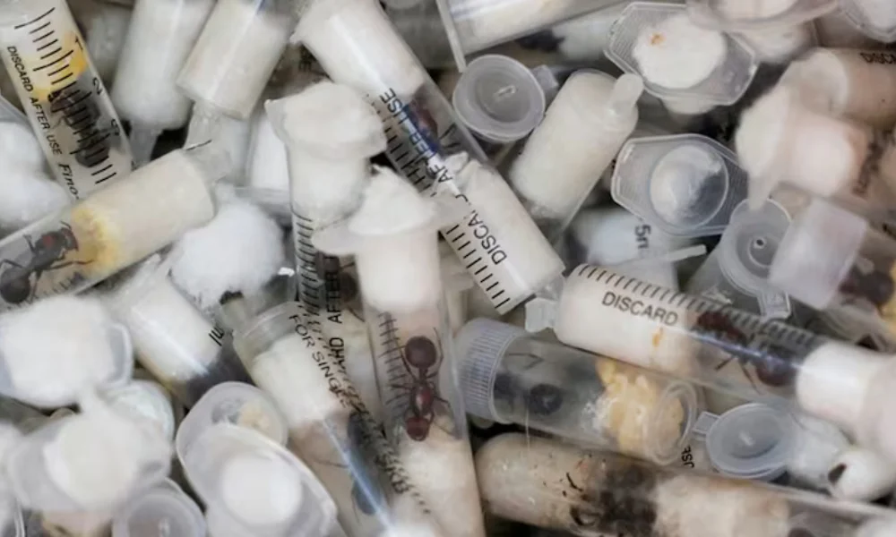 Intentaba abandonar el país con miles de hormigas exóticas ocultas en su equipaje.