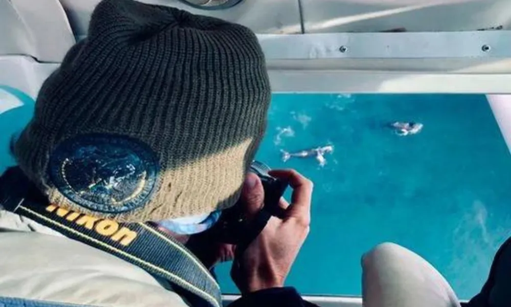 Se llevó a cabo un nuevo censo aéreo de ballenas