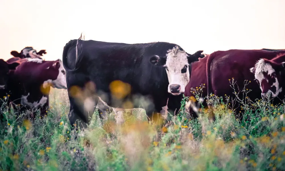 Vacas foto ilustrativa Freepik