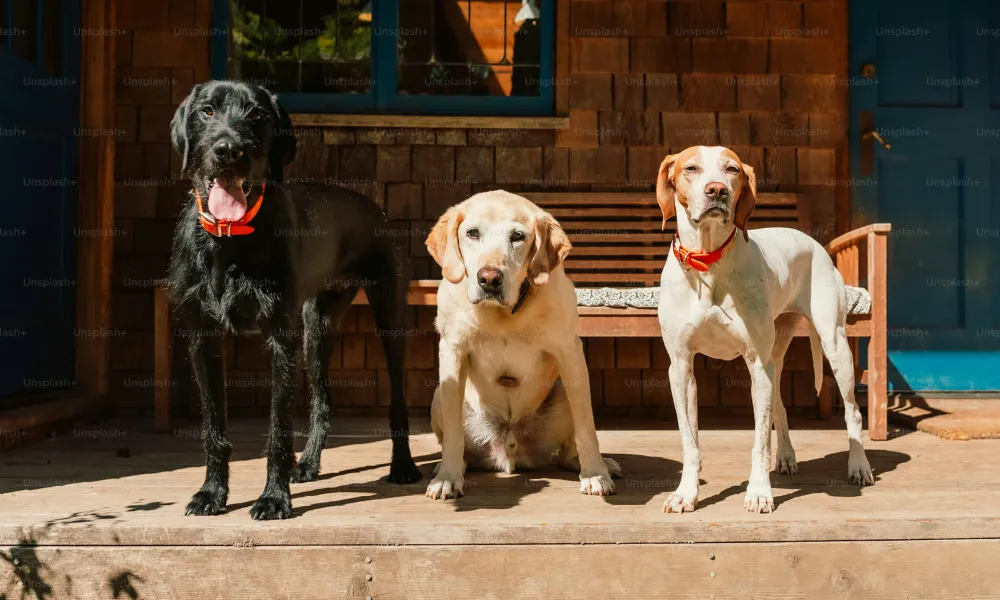 Investigación por envenenamiento de perros