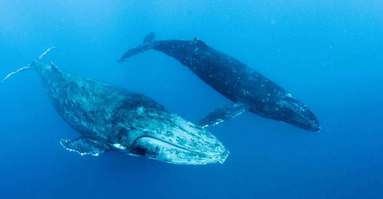 canto de ballenas