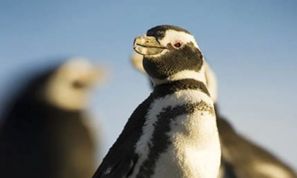 Día del Pingüino en Madryn
