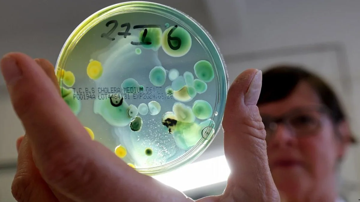 La bacteria come carne.Imagen Bernd Wüstneckdpapicture alliance