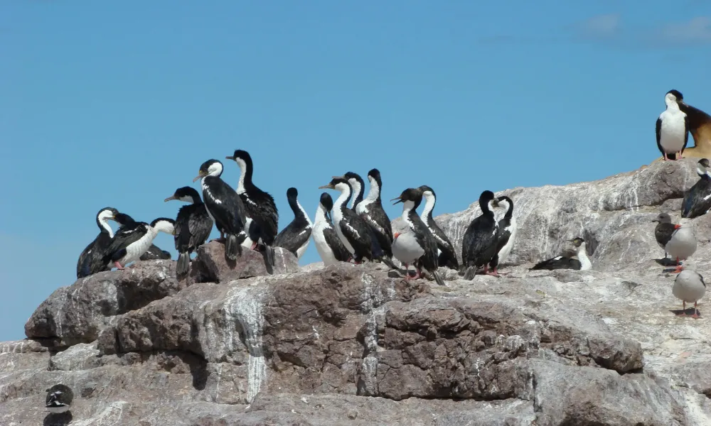 Cormoranes en Puerto Madryn