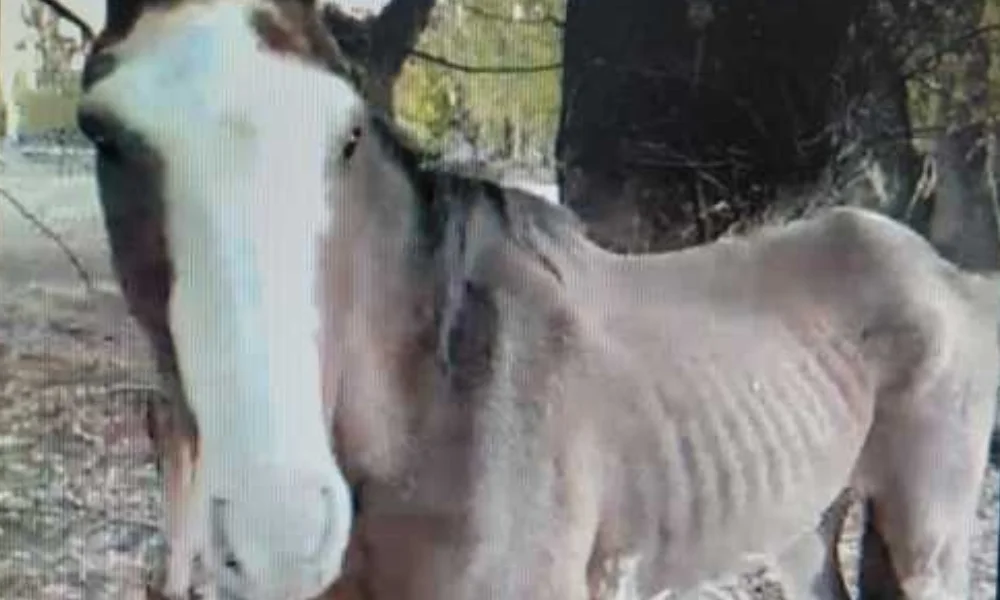 Caballo René