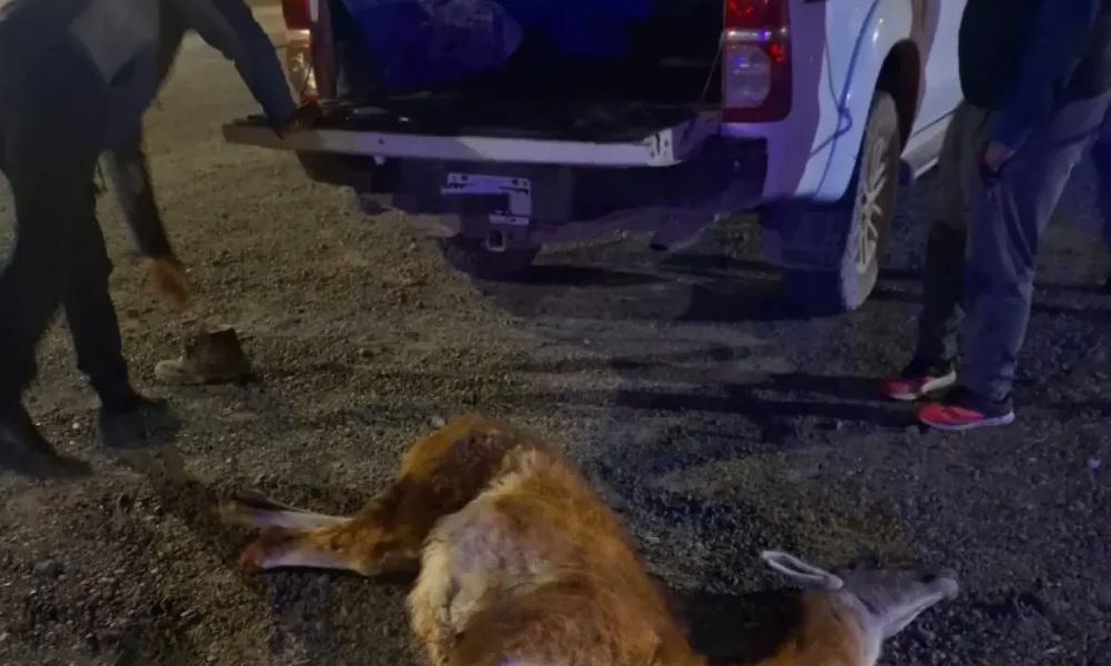 Secuestro de guanacos faenados