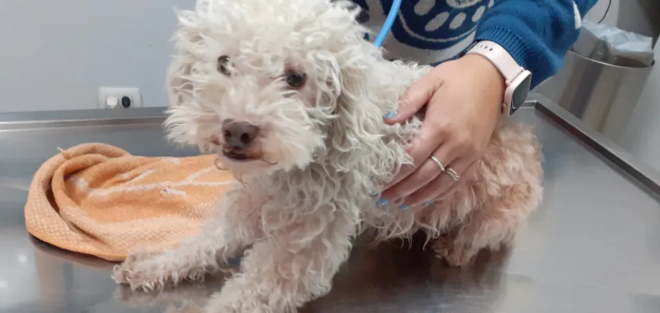 Abuso de caniche